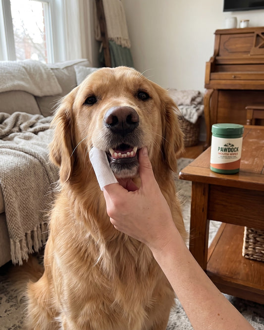 Finger wipe cleaning a calm dog's teeth